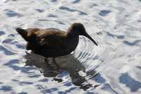 030 Ibis sur le lac Pehoe