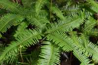 19 Fougère - Buley Rockhole