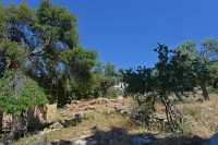 12 Les arbres de Manré