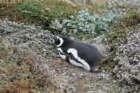 061 Pingouin devant son terrier - Seno Otway
