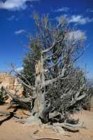 02 Bristlecone Tree*