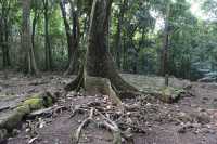 43 Marae (Vallée d'Opunohu)