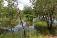 13 Forêt inondée près de Yellow Water