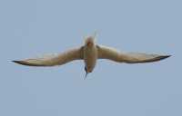 47 Hirondelle de mer