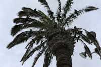 24 Palmier & Cormorans