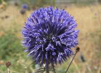 18 Chardon dans la région inhabitée au nord-est du lac