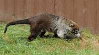 065 Coati brun