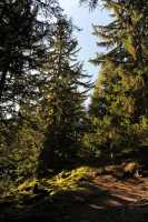 28 Sentier vers les chalets de Chailloux