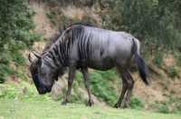 031 Gnou bleu