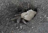 156 Crabe dans son terrier