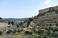 05 Oliviers dans la vallée du Cédron