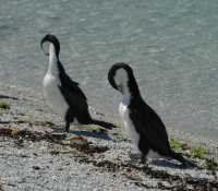 057 Cormorans - Kaikura