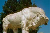 401 Taureau de marbre (époque hellénistique)