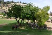 06 Cavalier & troupeau de chèvres dans la vallée de la Géhenne