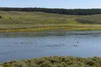 044 Yellowstone River (Bernaches) B