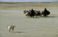 266 Nomades entre Ur et Eridu