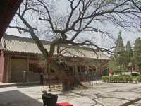 142 Arbre millénaire