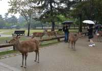 030 Parc de Nara - Cerfs sika