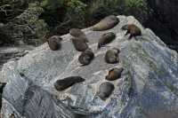 111 Otaries à Milford Sound