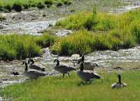 065 Oies (Nord de Lake Village)