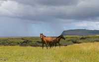 31 Chevaux près de Hanga Poukura B 