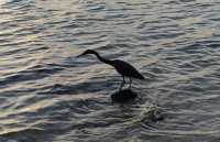 097 Aigrette sacrée (Egretta sacra)