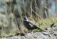 054 Cinclode à ventre sombre