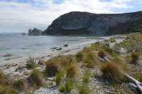 123 Herbe en touffes sur la plage - Péninsule de Kaikura