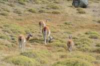 30 Guanacos près du lago azul