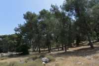 52 Au pied du Mont Thabor