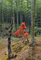 114 Forêt de bambous