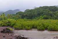 25 Palétuviers à Murifenua - Tahaa