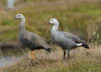 085 Ouettes de Magellan