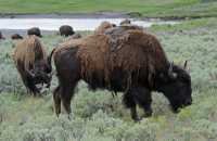 61 Bison crasseux
