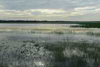 29 Mamukala le matin