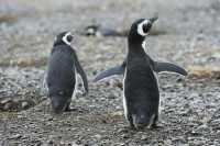 74 Pingouins de Magellan