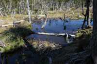 070 Barrage de castors