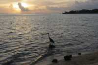 095 Aigrette & coucher de Soleil B