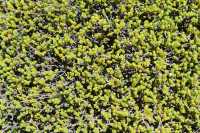 31 Plante - Rangipo Desert B