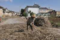 22 Paille sur la route