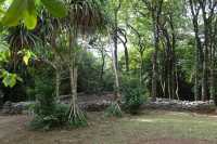 26 Marae Afareaito vu du sud-est (Vallée d'Opunohu)