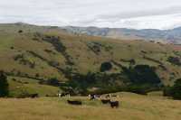 89 Péninsule de Banks