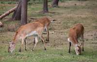 005 Cobs de Lechwe
