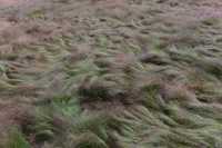 14 Norris Geyser Basin