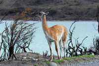 046 guanaco