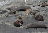 060 Otaries au bout de Doubtful Sound