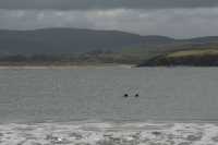 083 Dauphins d'Hector (céphalorhynques)