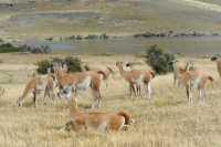 69 Guanacos & Lago azul B