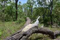06 Termitière - Forêt près de Yellow Water