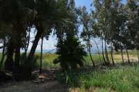 70 Palmiers, eucalyptus & lac de Tibériade à Tabgha-Dalmanutha